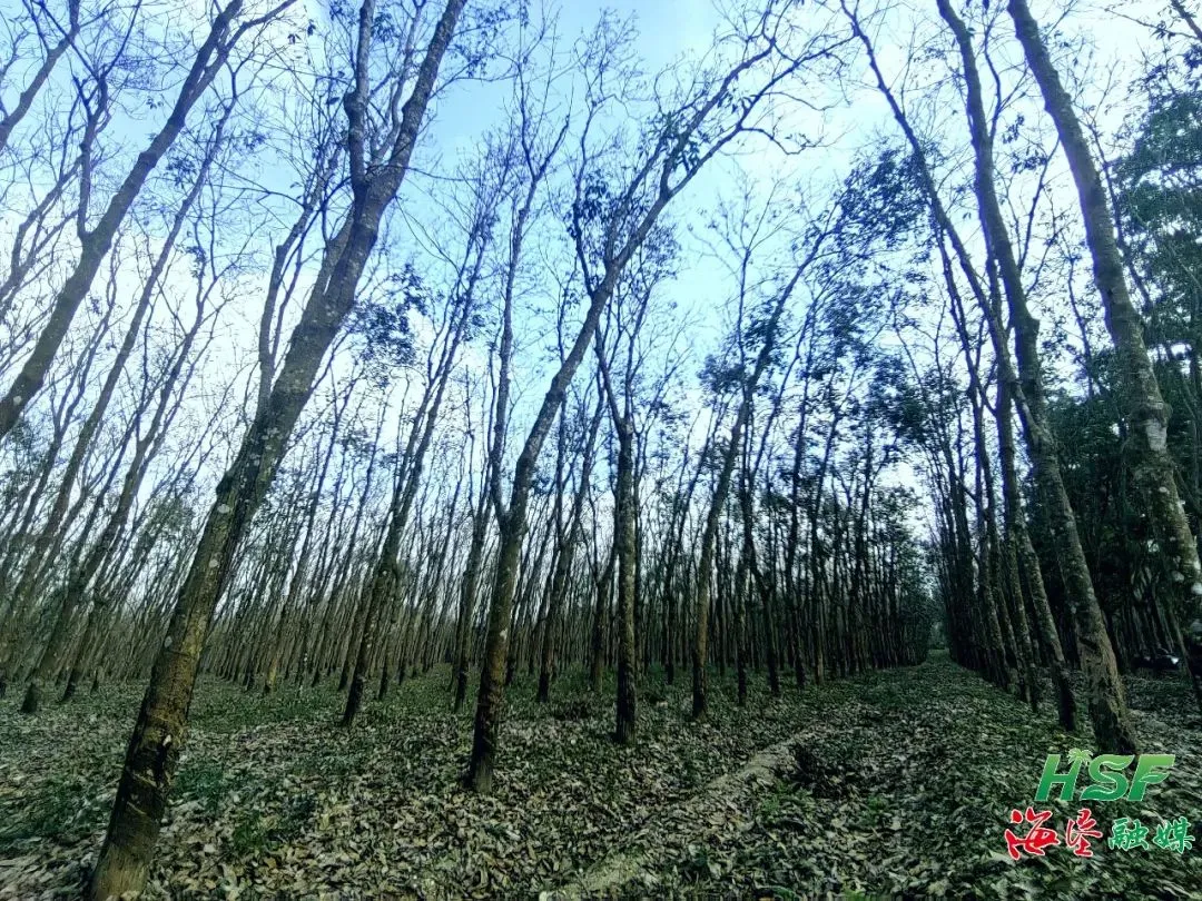 學習“邦溪經驗”后，海南橡膠龍江分公司變了！